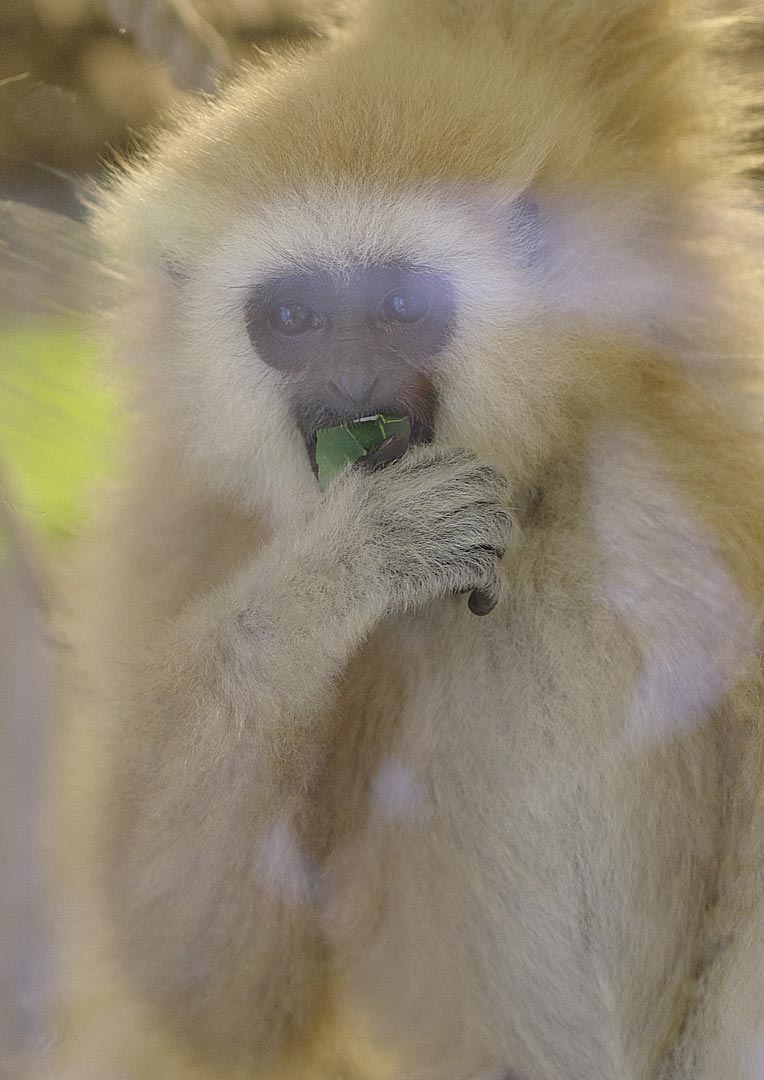 旭山動物園にて・５【おらんうーたん館・てながざる館】_sb_04