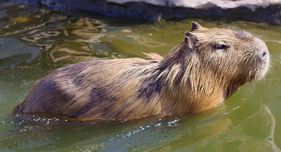 旭山動物園にて・６【ちんぱんじー館・かぴばら館・両生類・は虫類舎】_sb_01