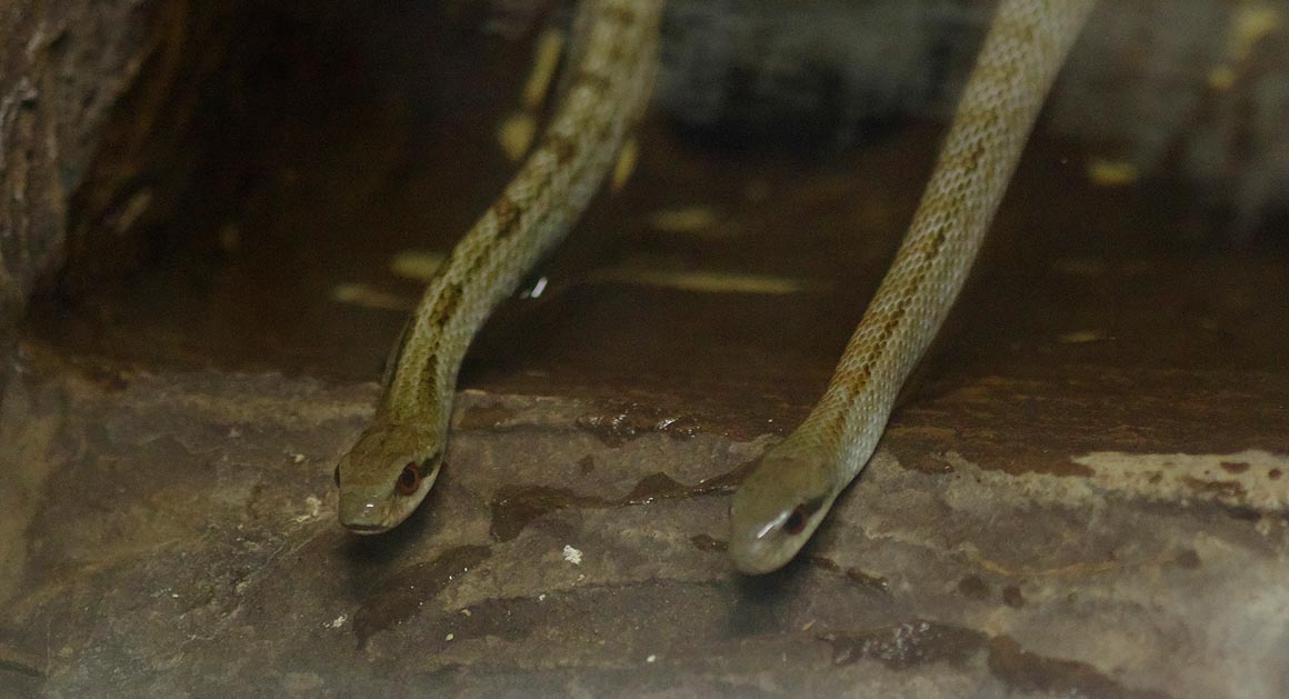 旭山動物園にて・６【ちんぱんじー館・かぴばら館・両生類・は虫類舎】_sb_03