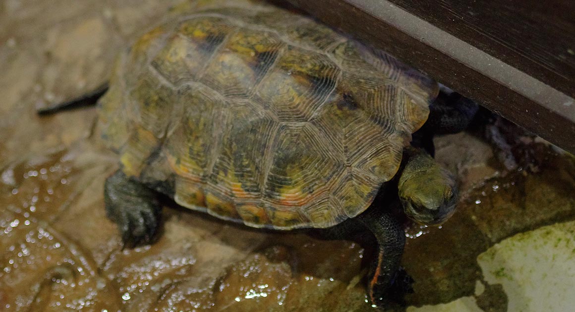 旭山動物園にて・６【ちんぱんじー館・かぴばら館・両生類・は虫類舎】_sb_04