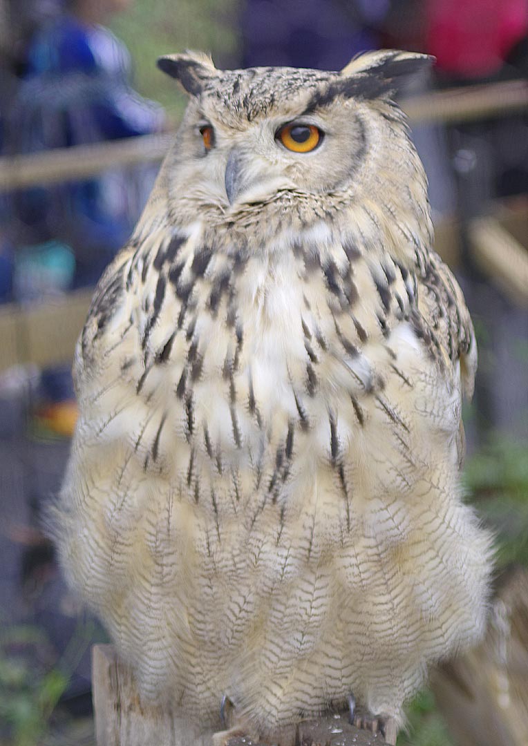 旭山動物園にて・７【北海道産動物舎・トナカイ・ワピチ舎】_sb_01