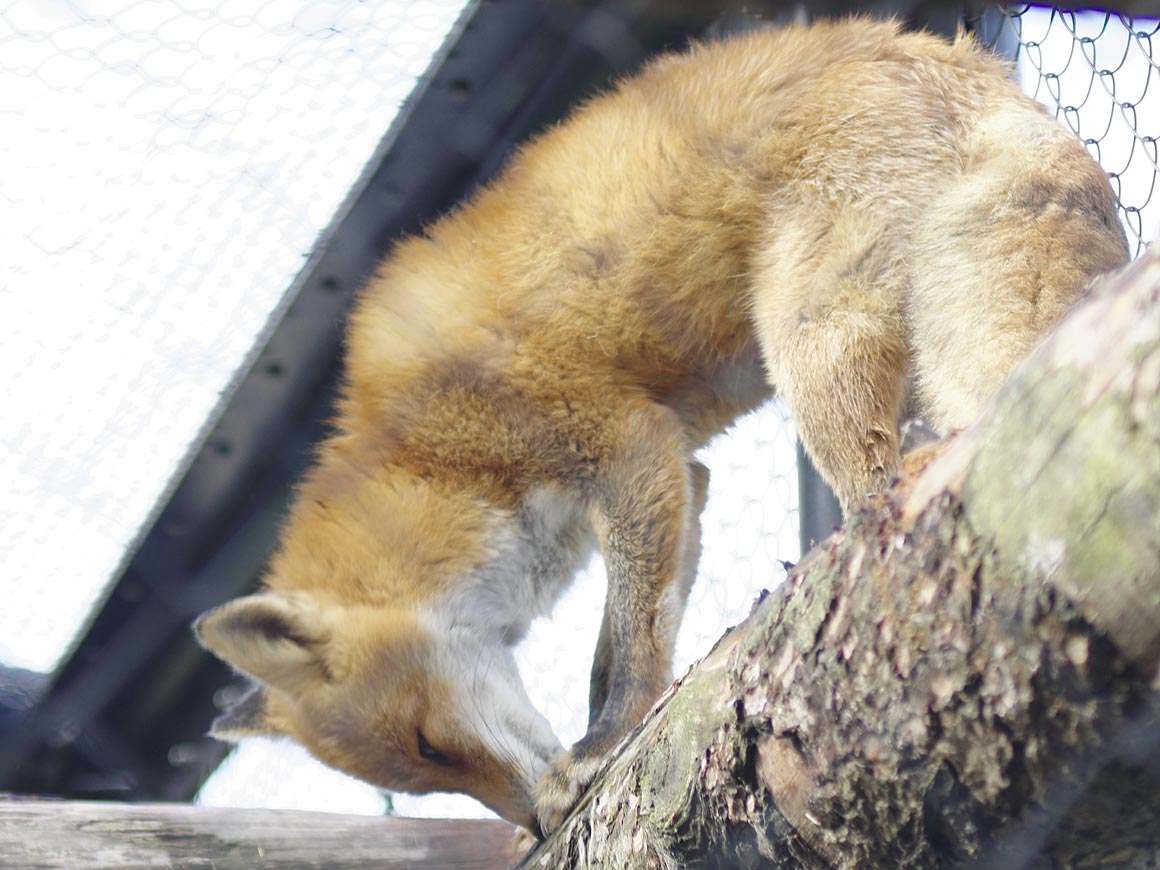 旭山動物園にて・７【北海道産動物舎・トナカイ・ワピチ舎】_sb_02