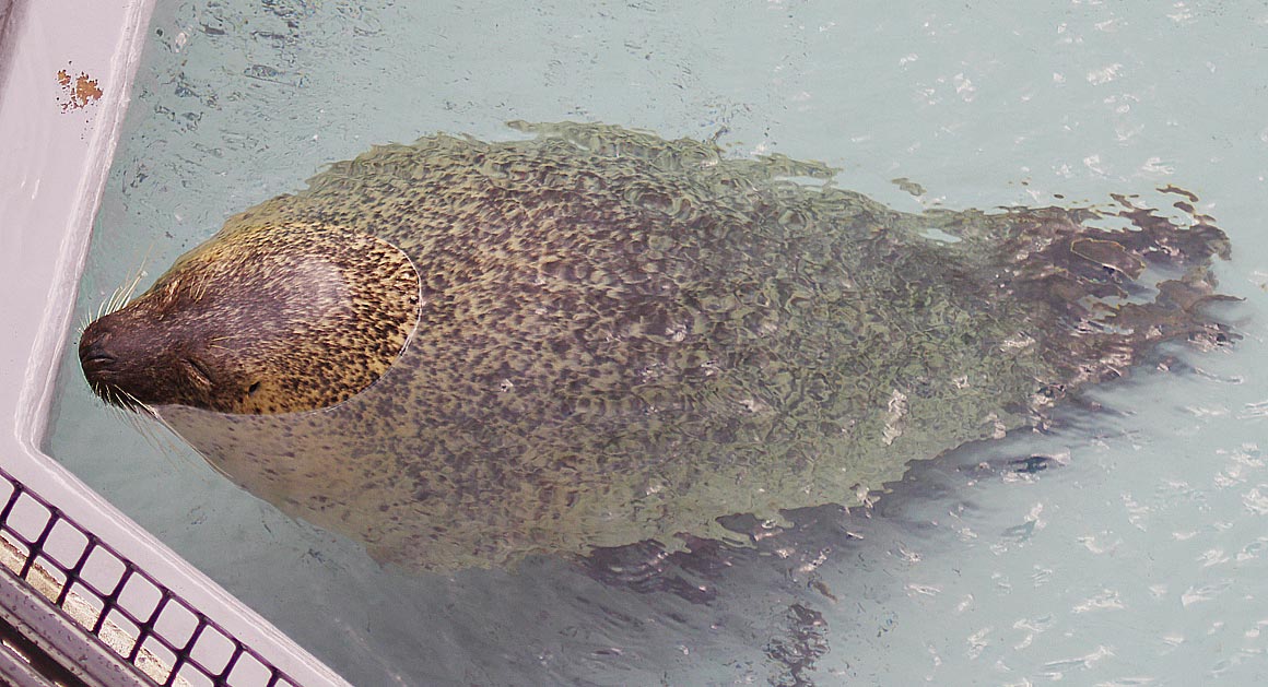 旭山動物園にて・１０【あざらし館・ほっきょくぐま館】_sb_01