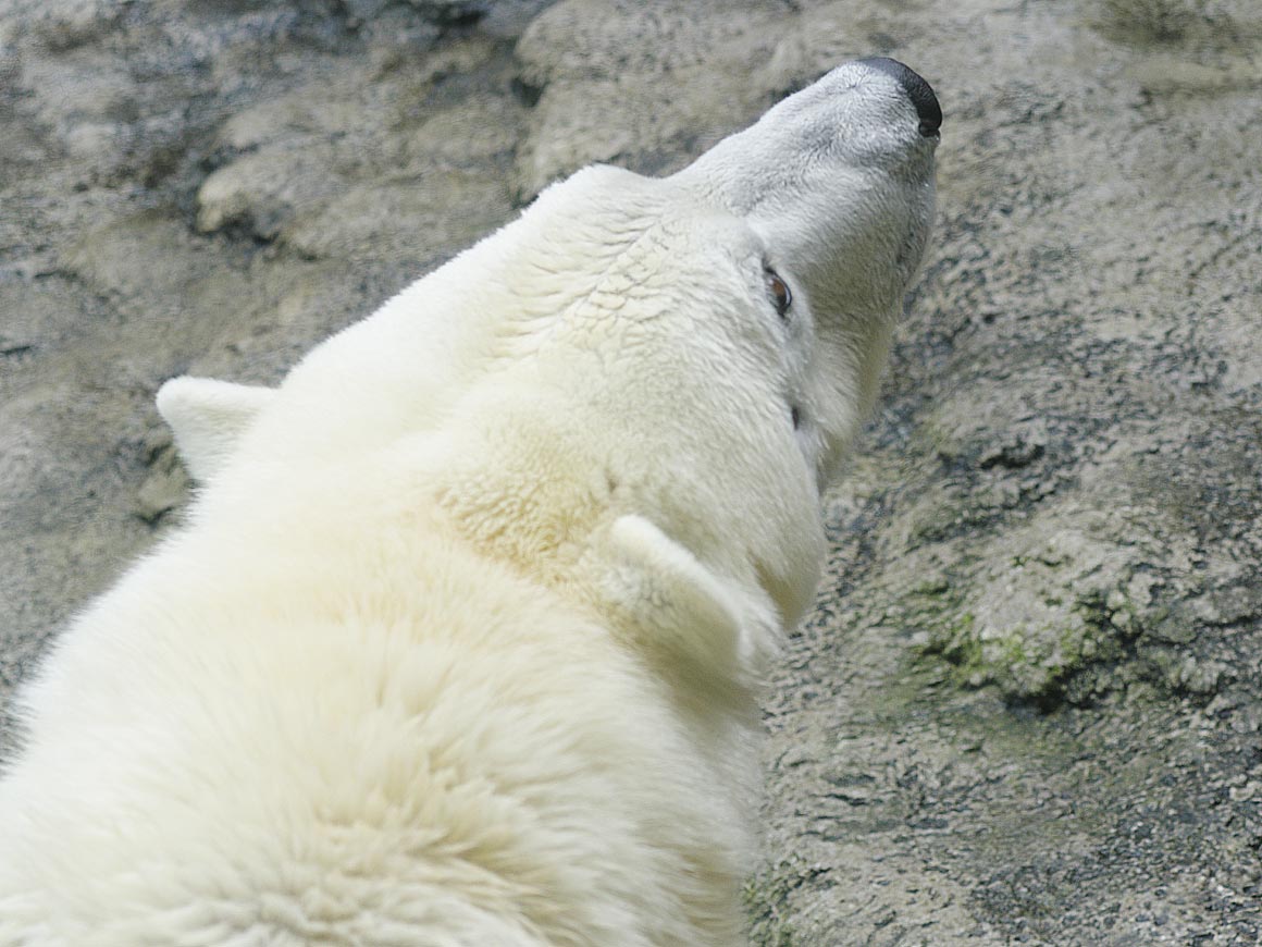 旭山動物園にて・１０【あざらし館・ほっきょくぐま館】_sb_02