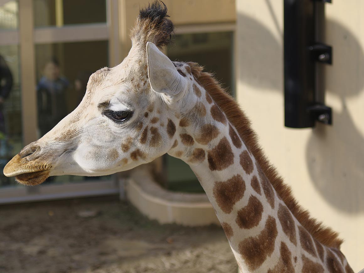 旭山動物園にて・１１【きりん舎・かば館】_sb_01