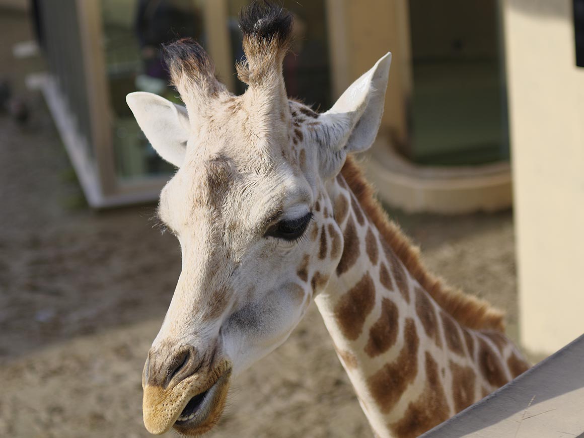 旭山動物園にて・１１【きりん舎・かば館】_sb_02