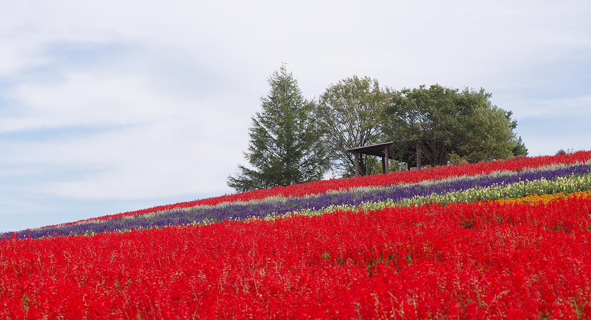 北海道・美瑛町のあたり_sb_08.jpg