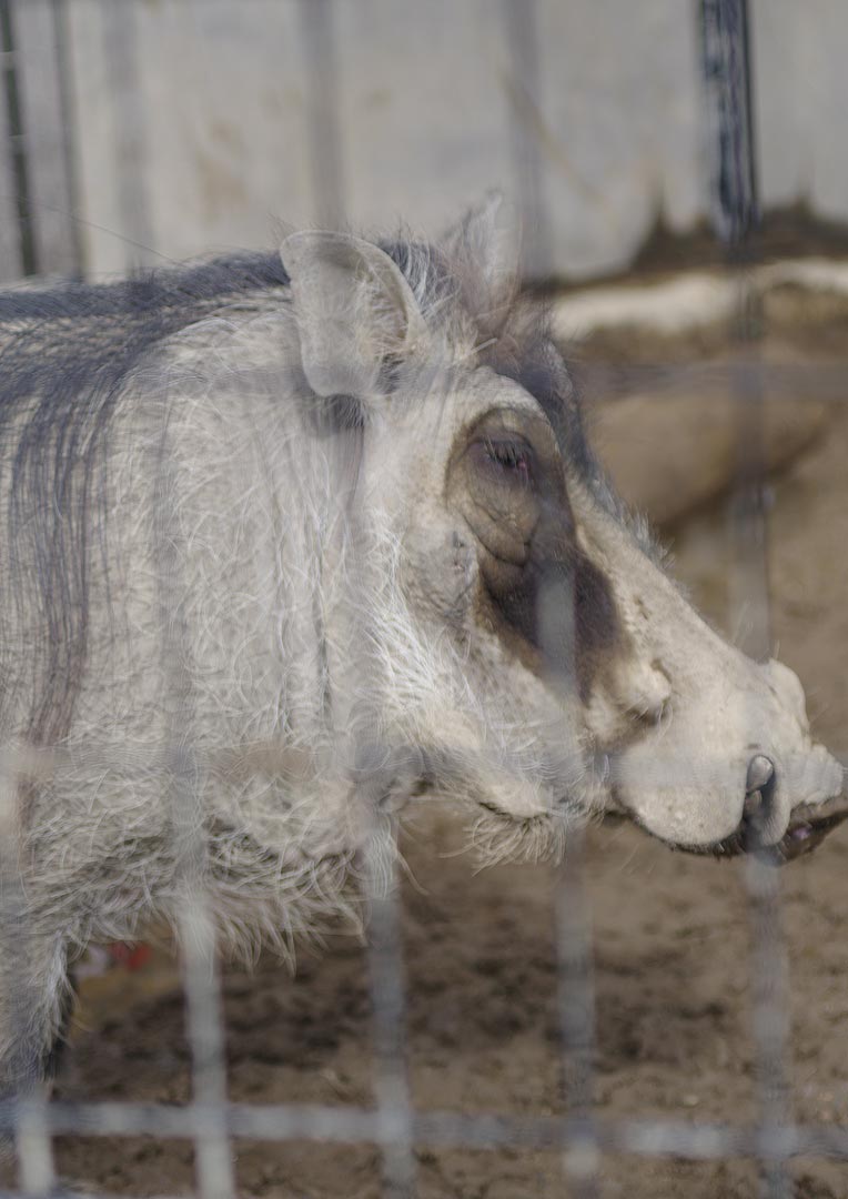 【忘れてた】旭山動物園にて・１３【イボイノシシ】 _sb_02