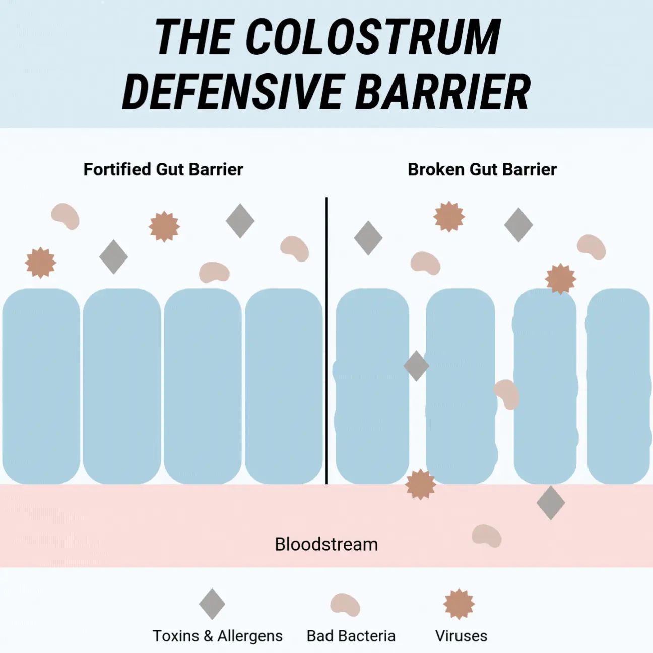 colostrum gut barrier animation