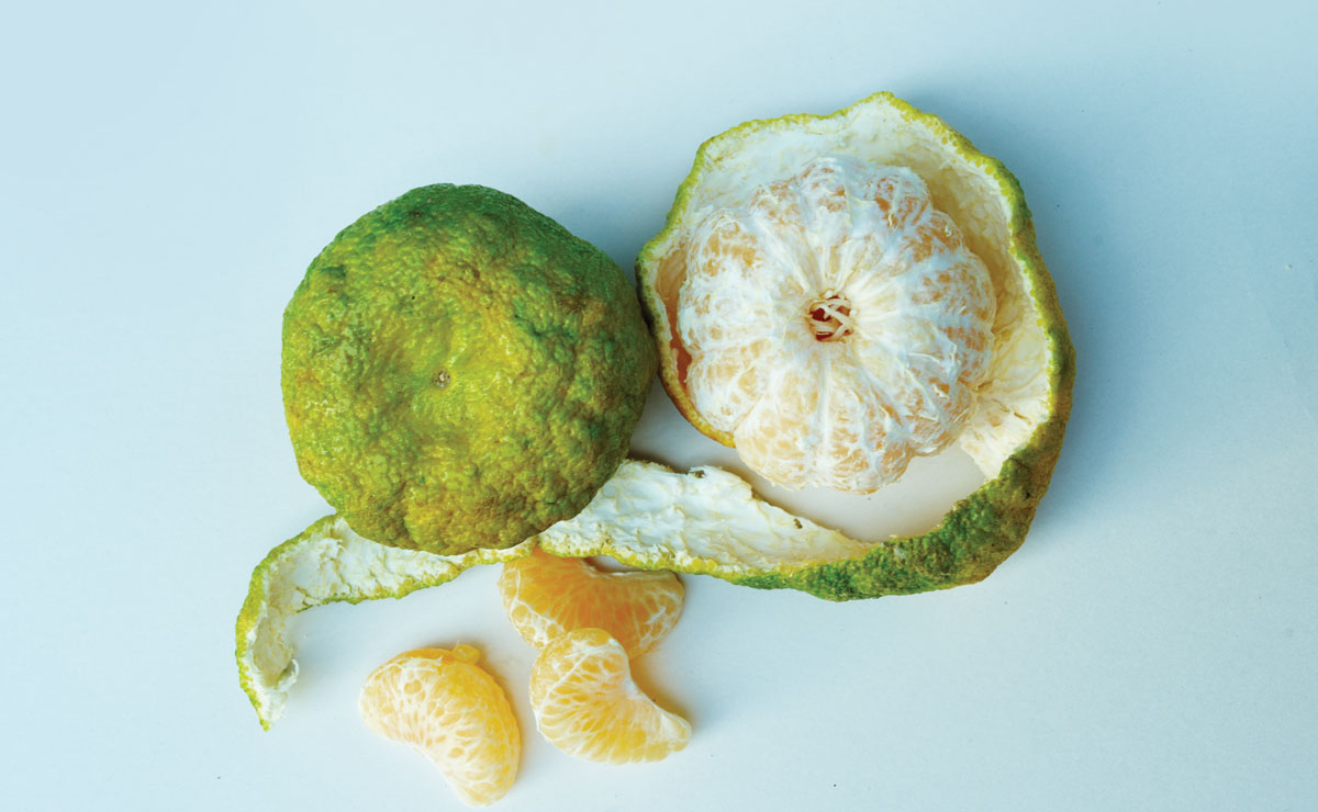 Ugli fruit