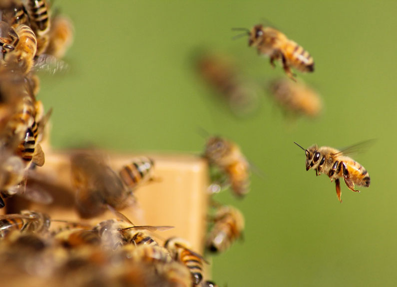 bees flying around a hive