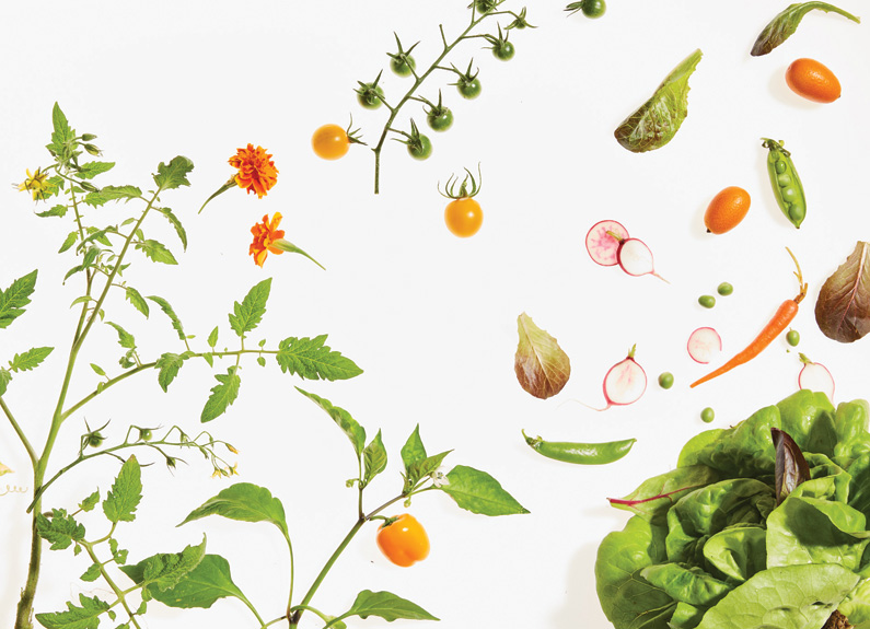 an array of vegetables on a white background