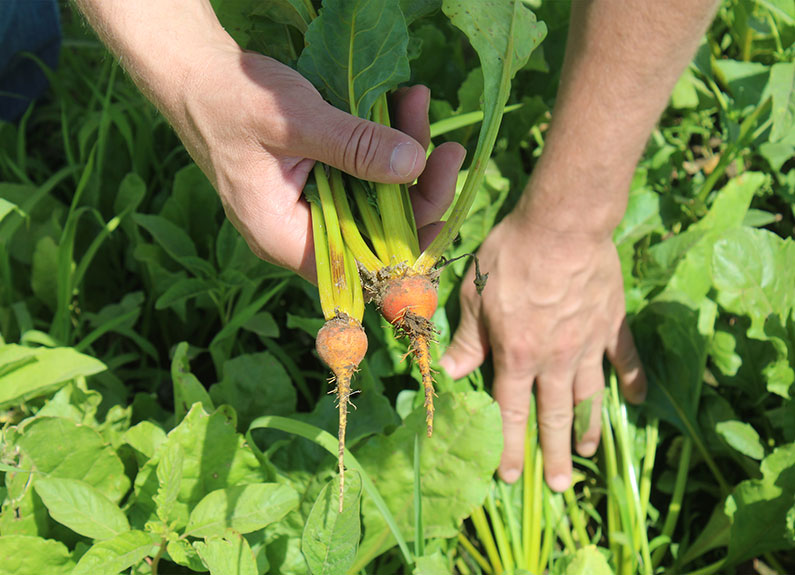 St. Louis startup Find Your Farmer delivers local produce and more