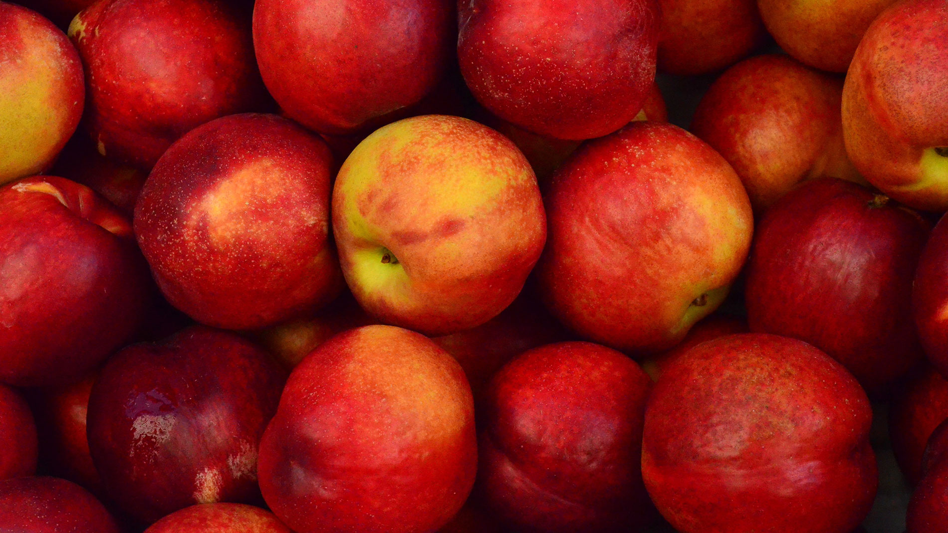 apples in st. louis missouri eckert's farm
