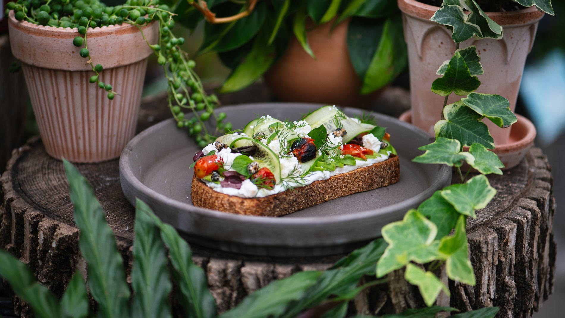 avocado toast from telva at the ridge in webster groves