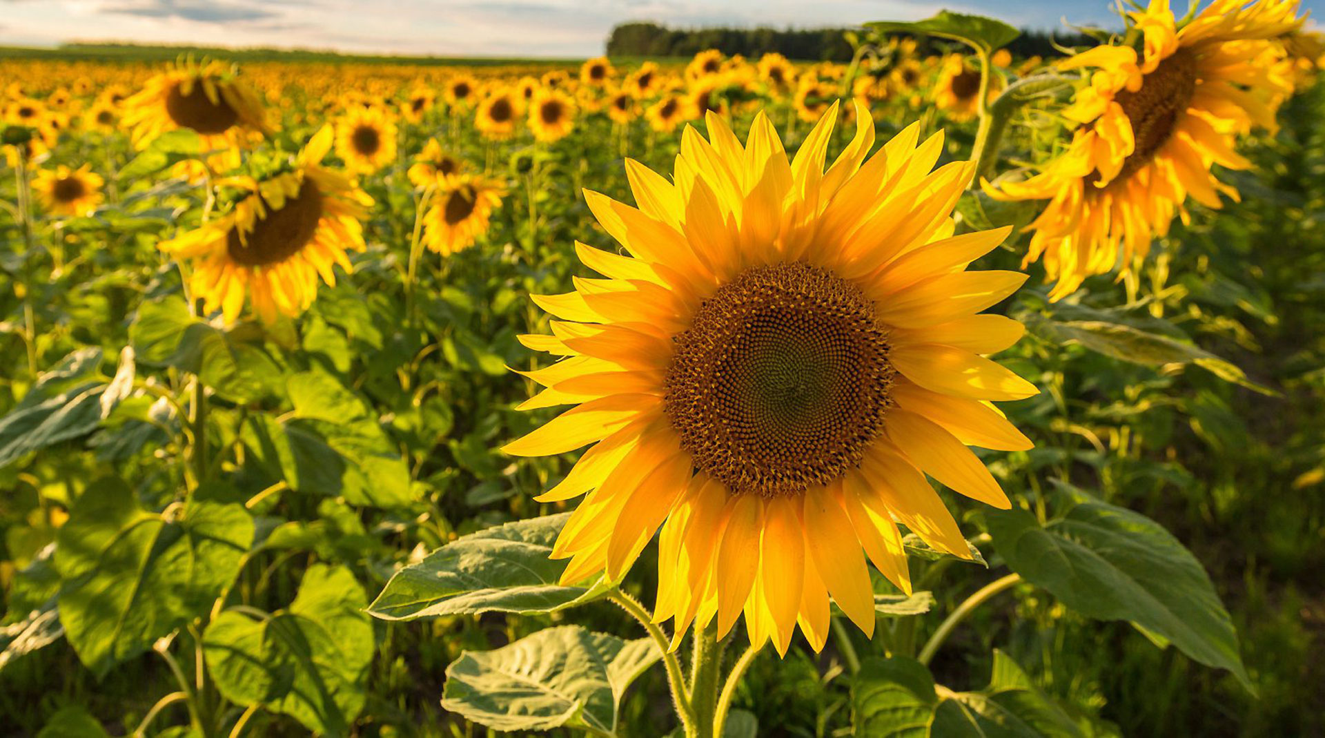 Sunflowers at Eckert’s Farm