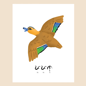 Picture of Philippine Duck or Papan in Filipino and Baybayin (Anas luzonica) Printable