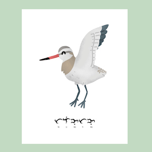 Picture of Bar-tailed Godwit (Limosa lapponica) Printable