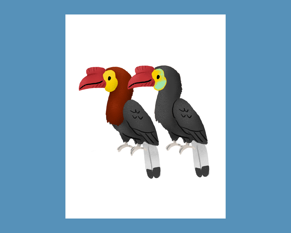 Picture of Dulungan hornbill Rhabdotorrhinus waldeni pair male and female Printable Art