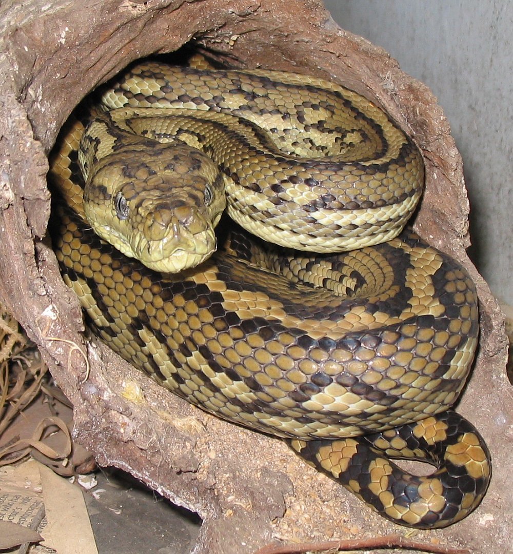 Standard australian carpet python 1
