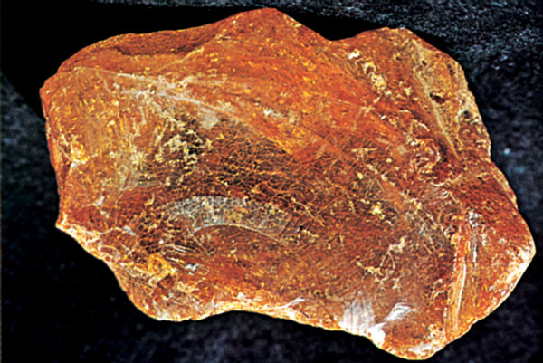 rav – Store norske leksikon