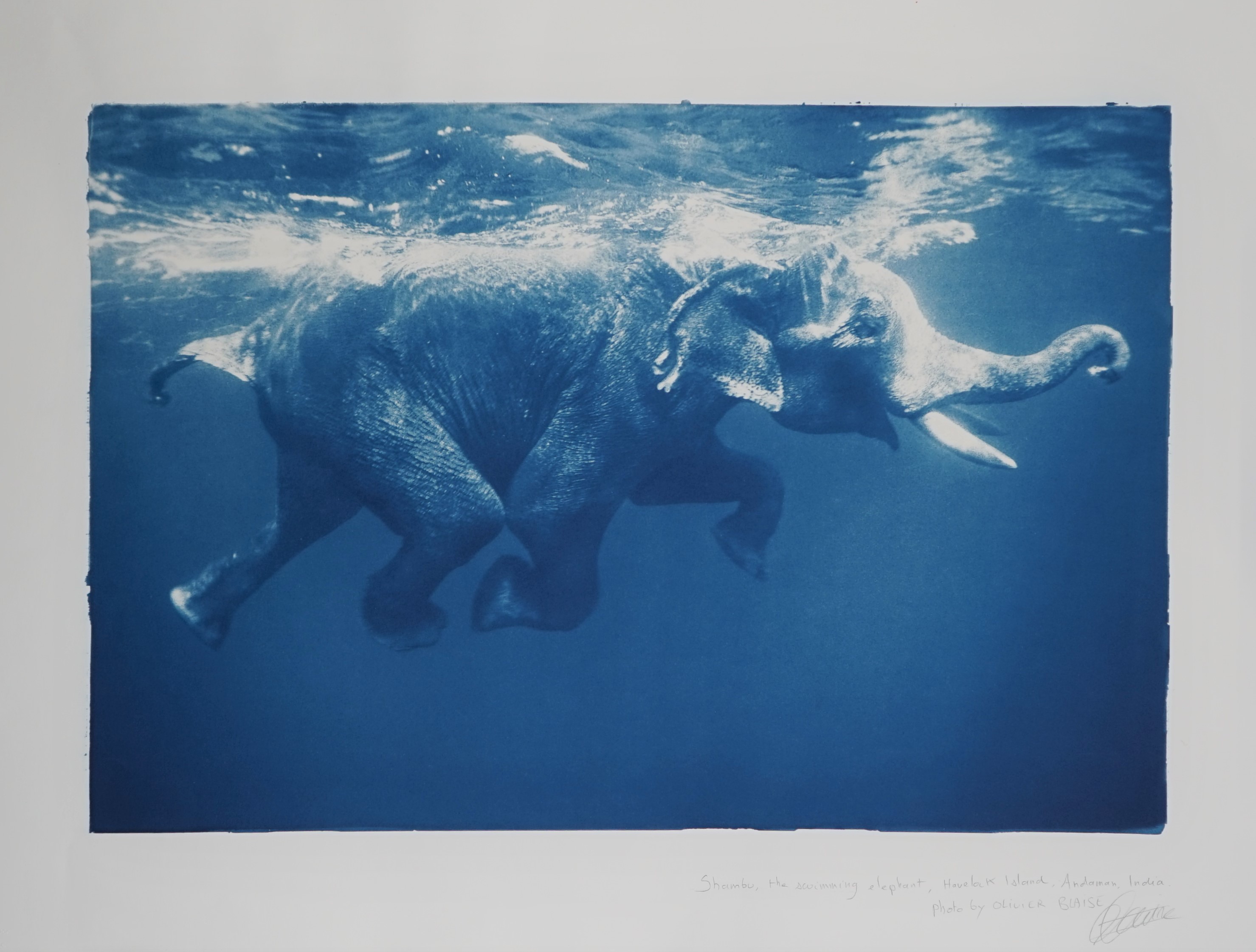 OLIVIER BLAISE  (Contemporary)  Shambou, the swimming elephant, Havelock Island, Andoman, India, 2012.  cyanotype  print, limitation 1 of 2, signed an