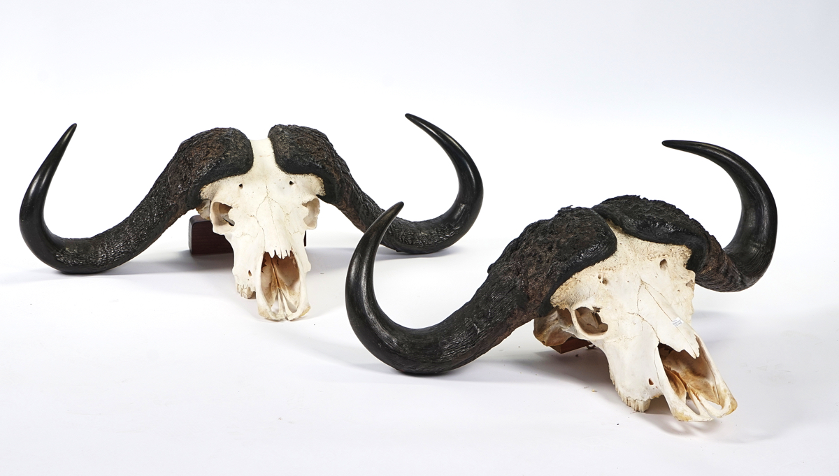 TAXIDERMY; A MATCHED PAIR OF AFRICAN BUFFALO SKULLS