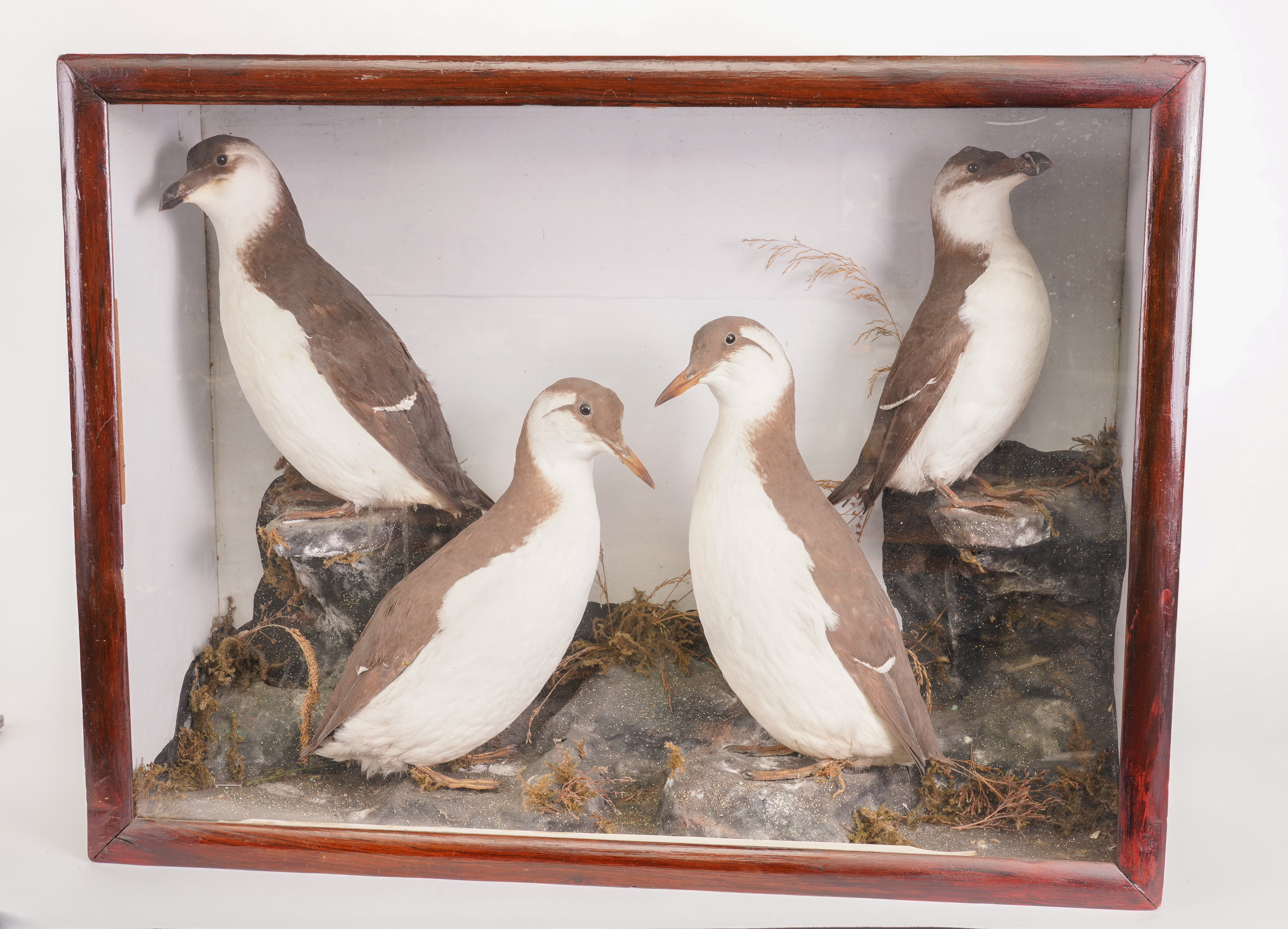 TAXIDERMY: A CASED GROUP OF GUILLEMOTS AND A CASED CUCKOO (2)