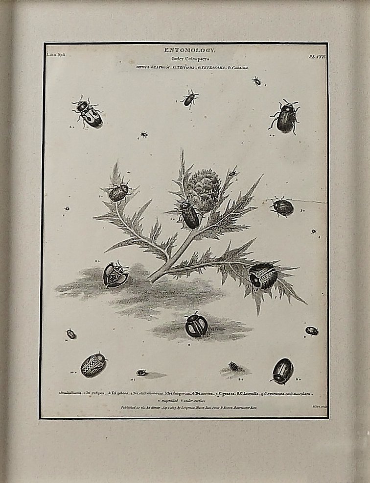A SET OF THIRTEEN ENGRAVINGS OF NATURAL HISTORY SPECIMENS (13)