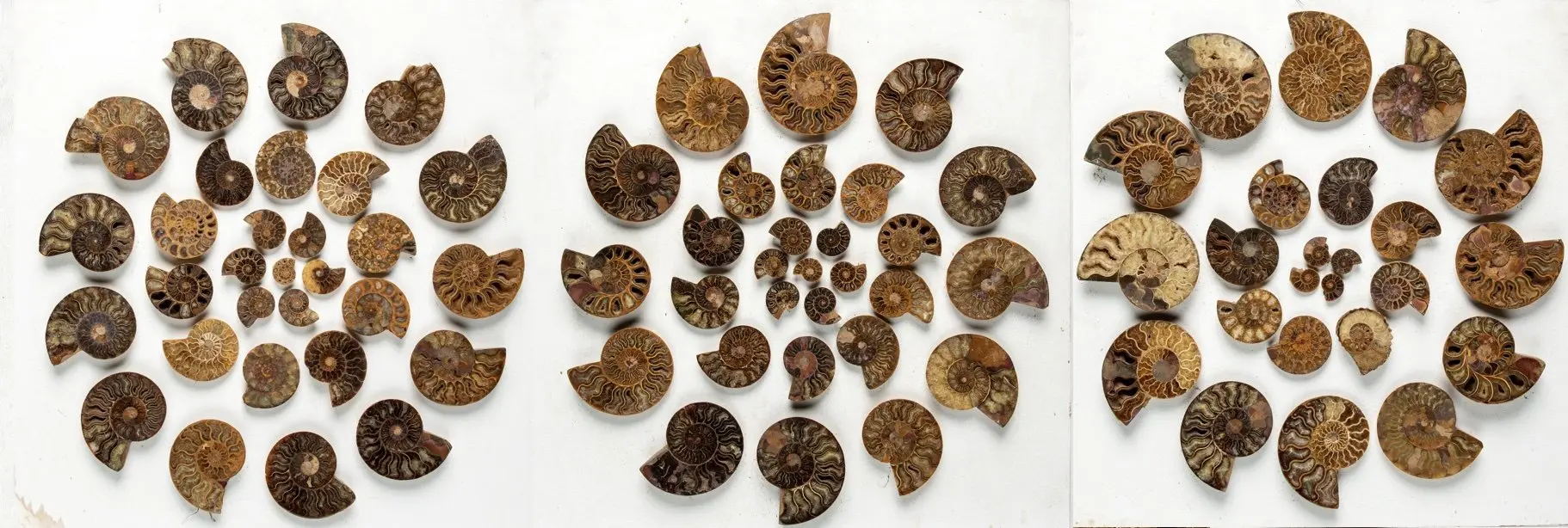 A collection of ammonite halves mounted on three boards