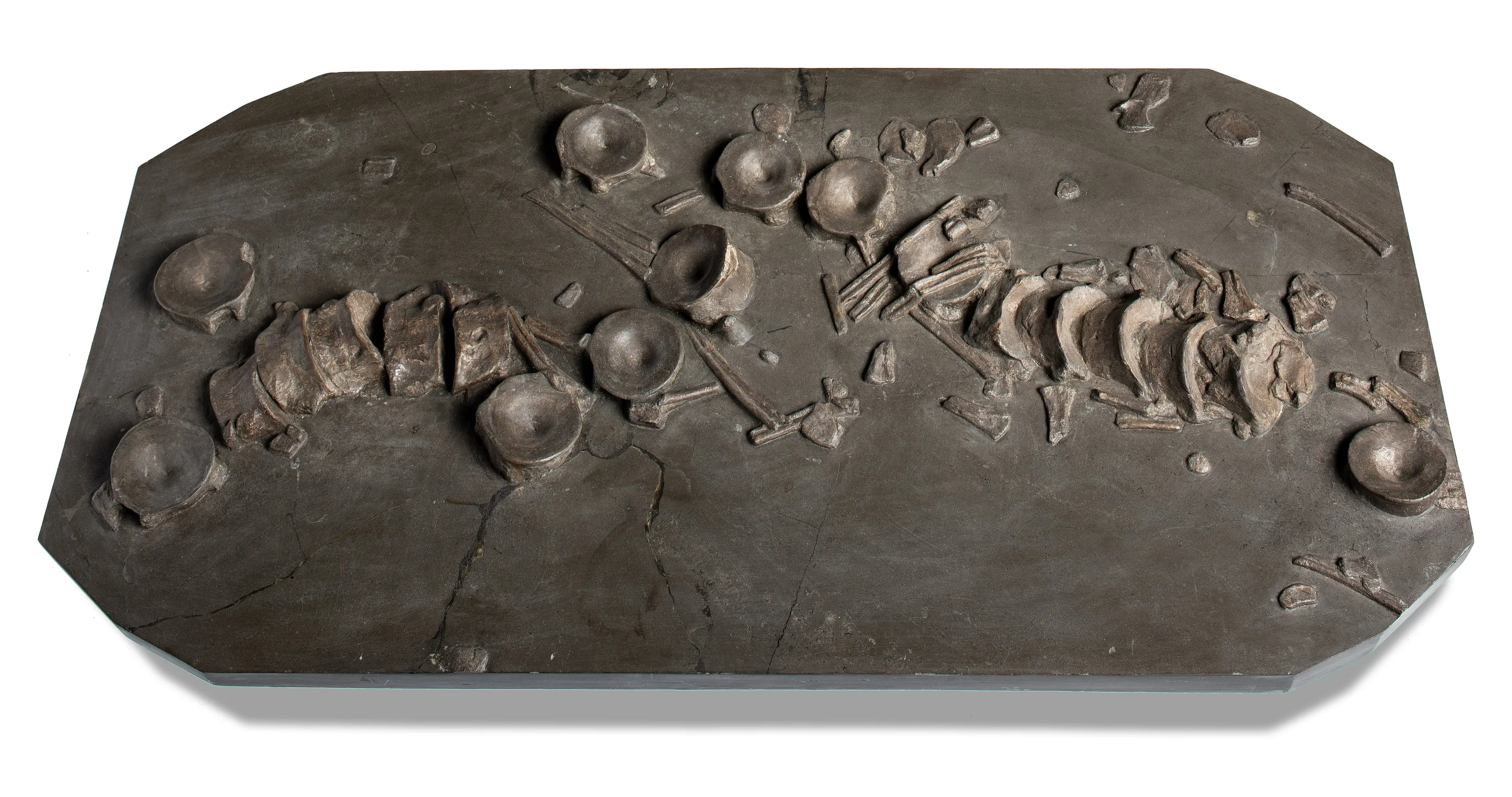 An Ichthyosaur vertebrae with some ribs plaque