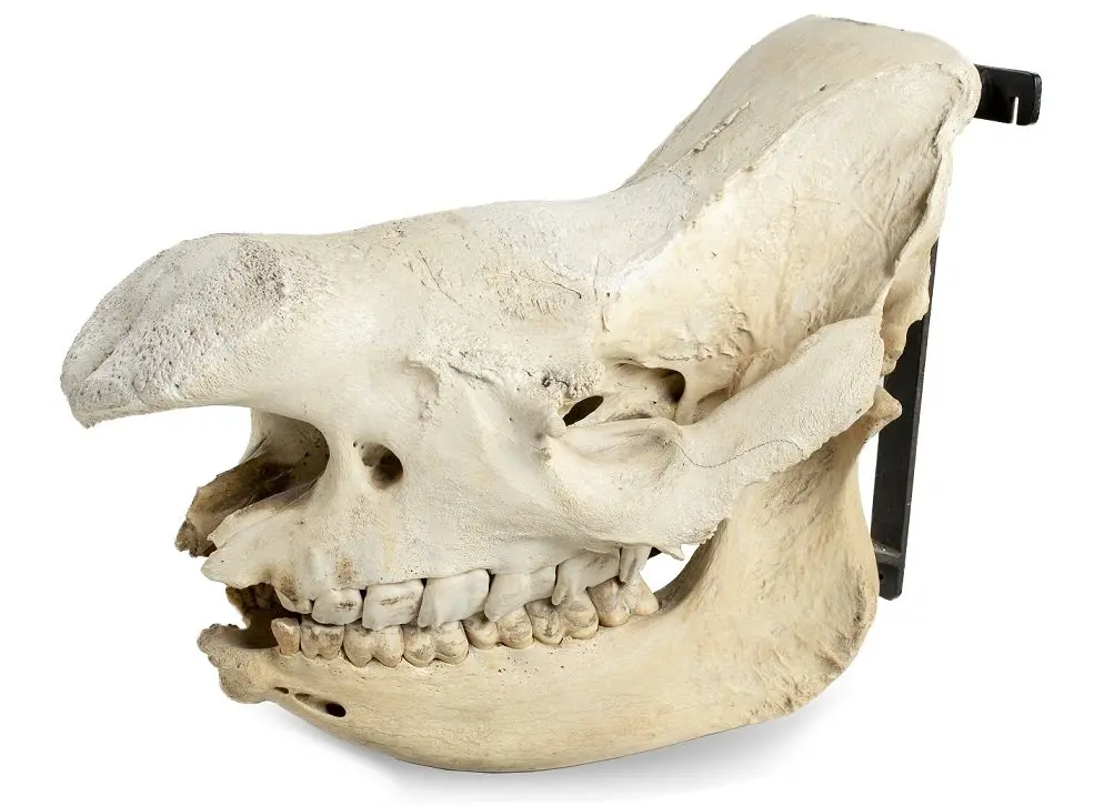 A Black rhino skull (Diceros Bicornis)