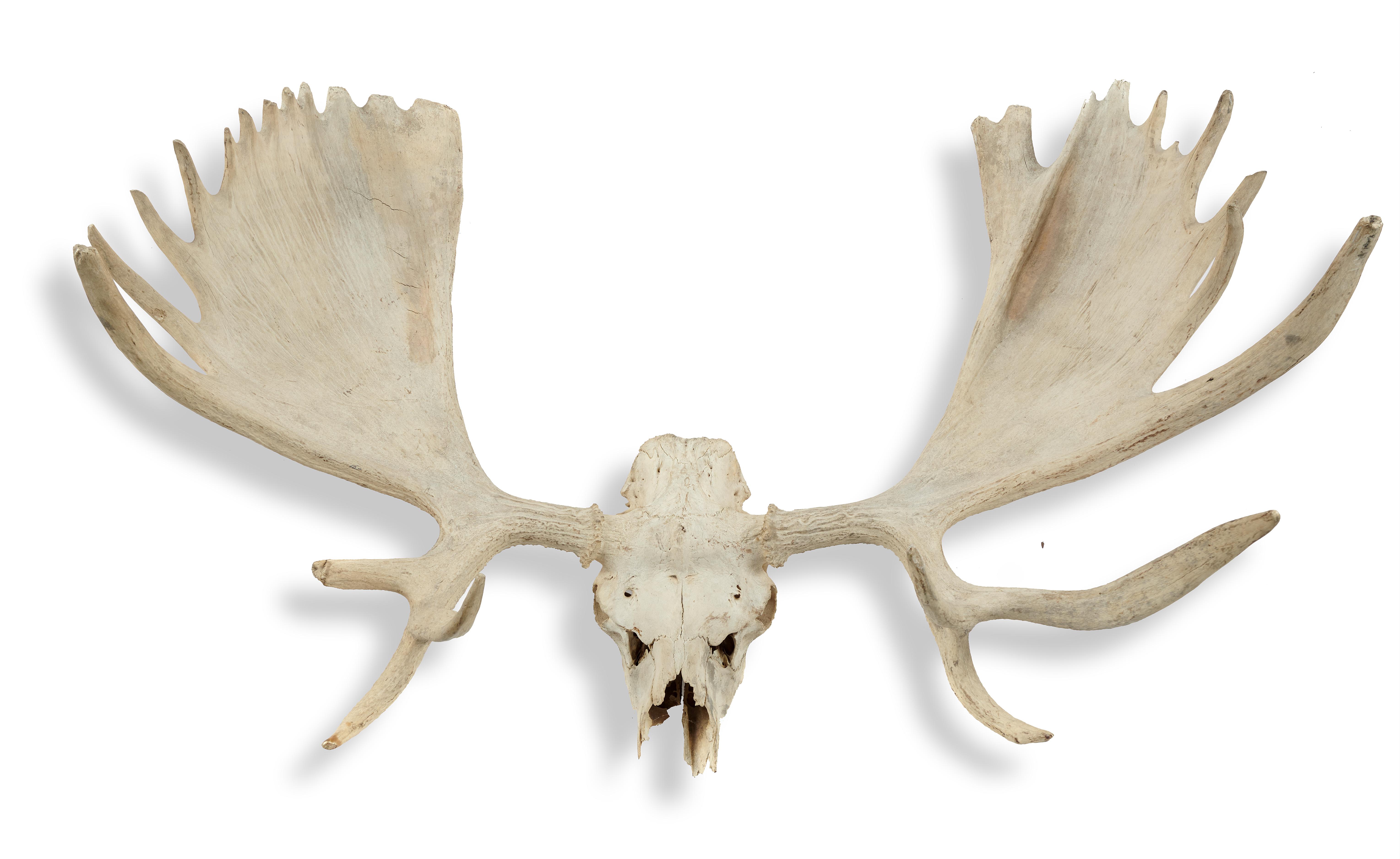 The skull and antlers of a Giant Elk (Megloceras giganteus) Pleistocene, Yakutia, Siberia 120cm wide Megaloceras Giganteus is in fact an extinct...