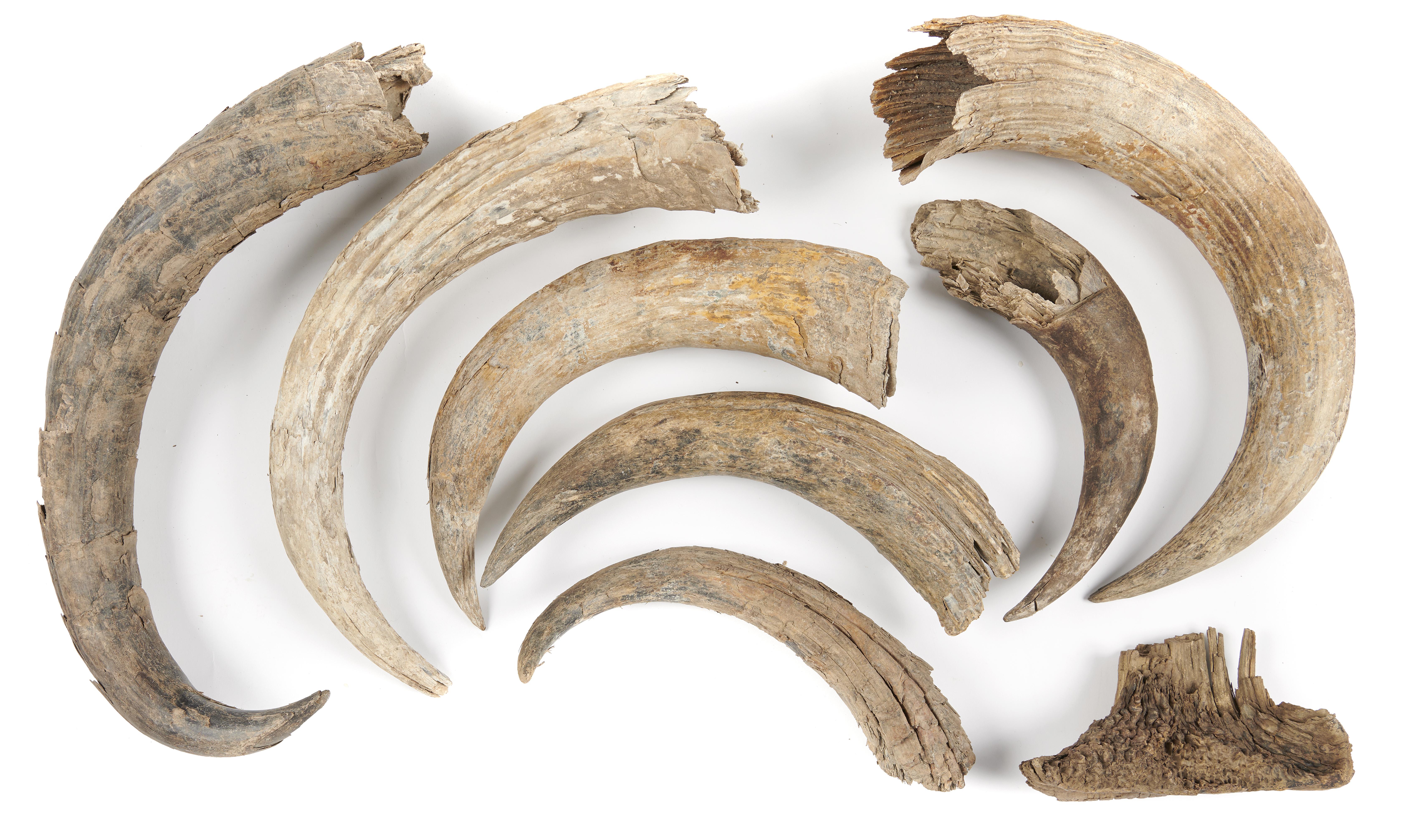 A collection of Steppe bison horns Pleistocene, Yakutia, Siberia together with a collection of reproduction woolly rhinoceros horns
