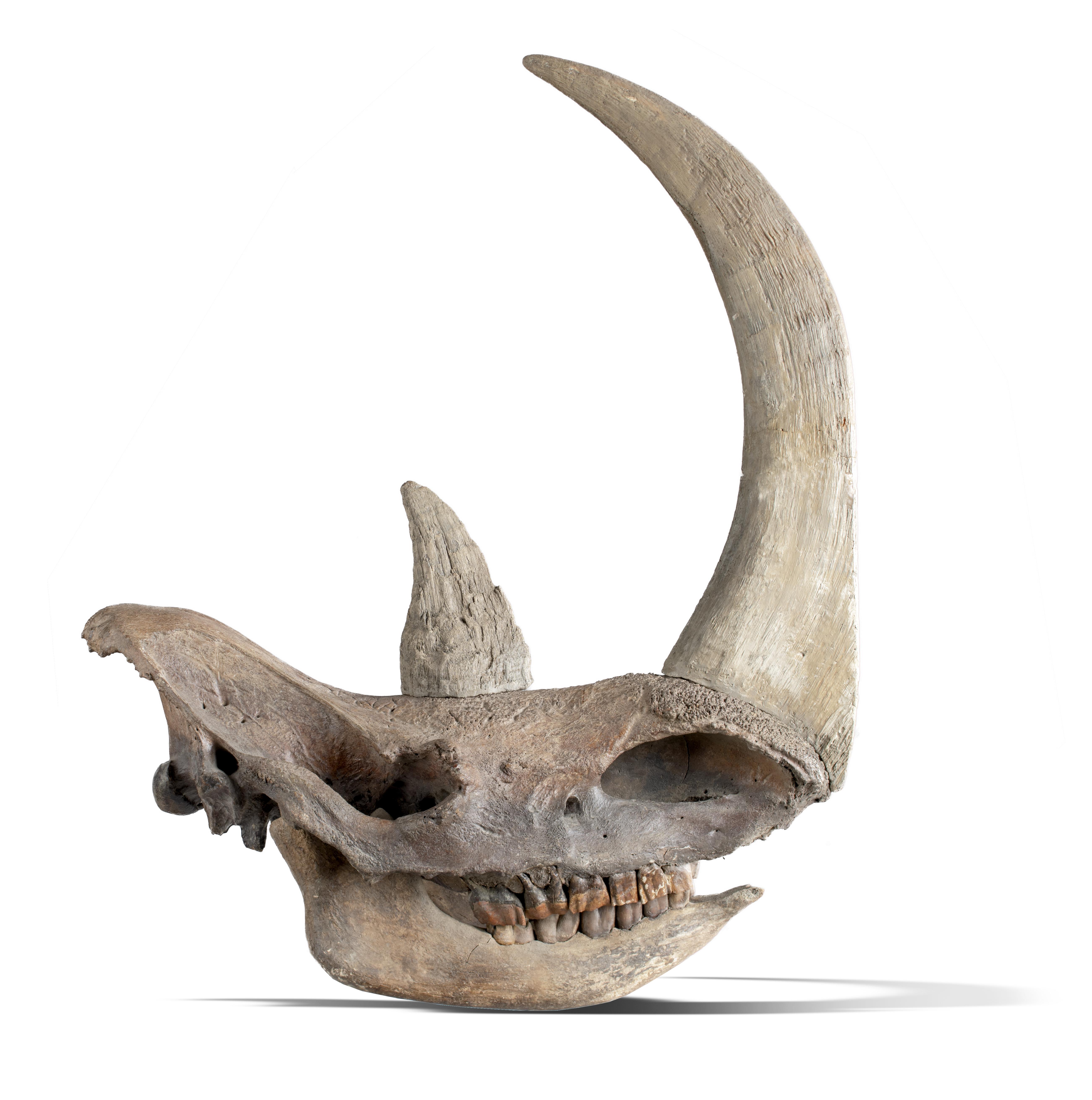 A Woolly rhinoceros skull Pleistocene with replica horn 84cm long (see footnote to following lot )