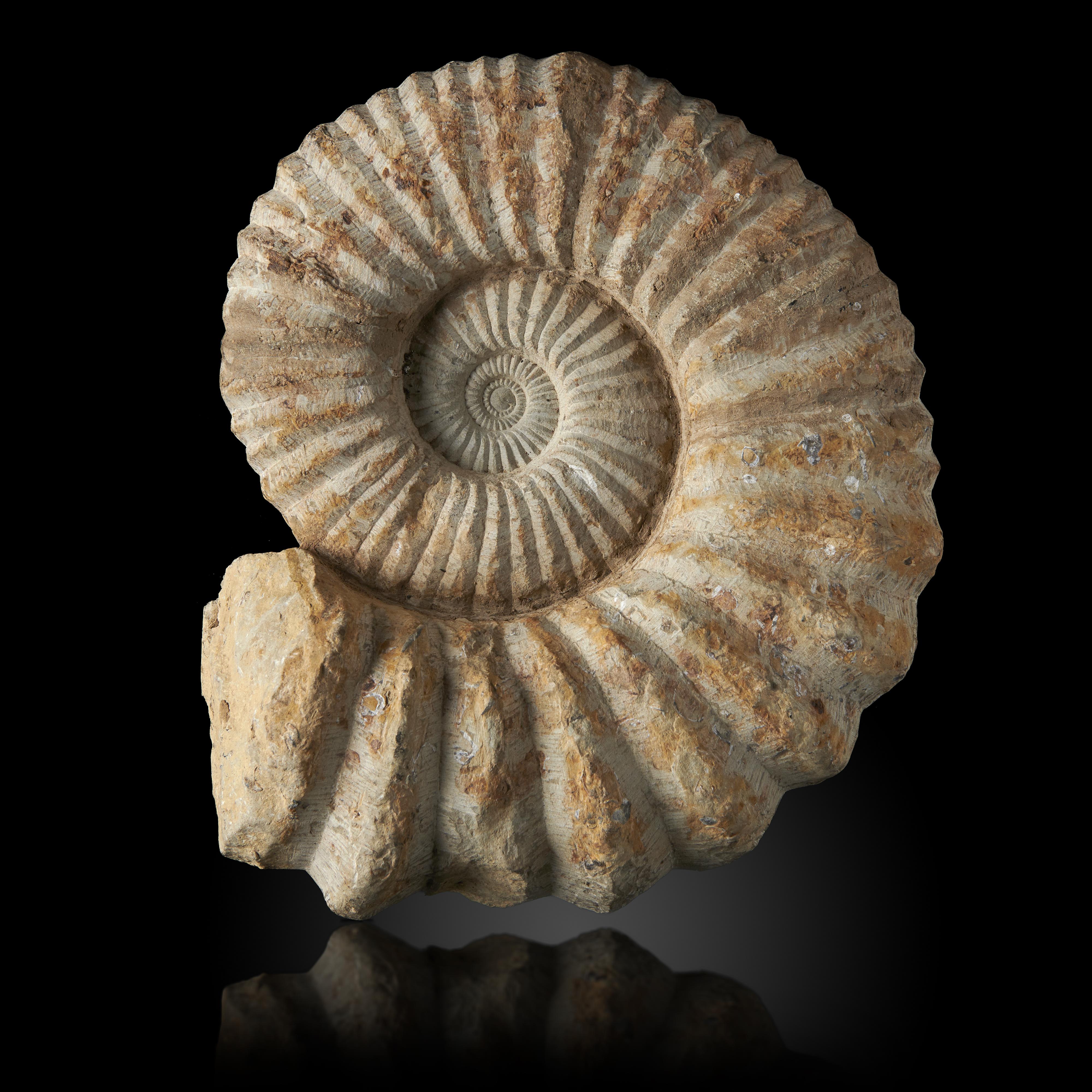 An ammonite on stand Morocco, Devonian 48cm wide