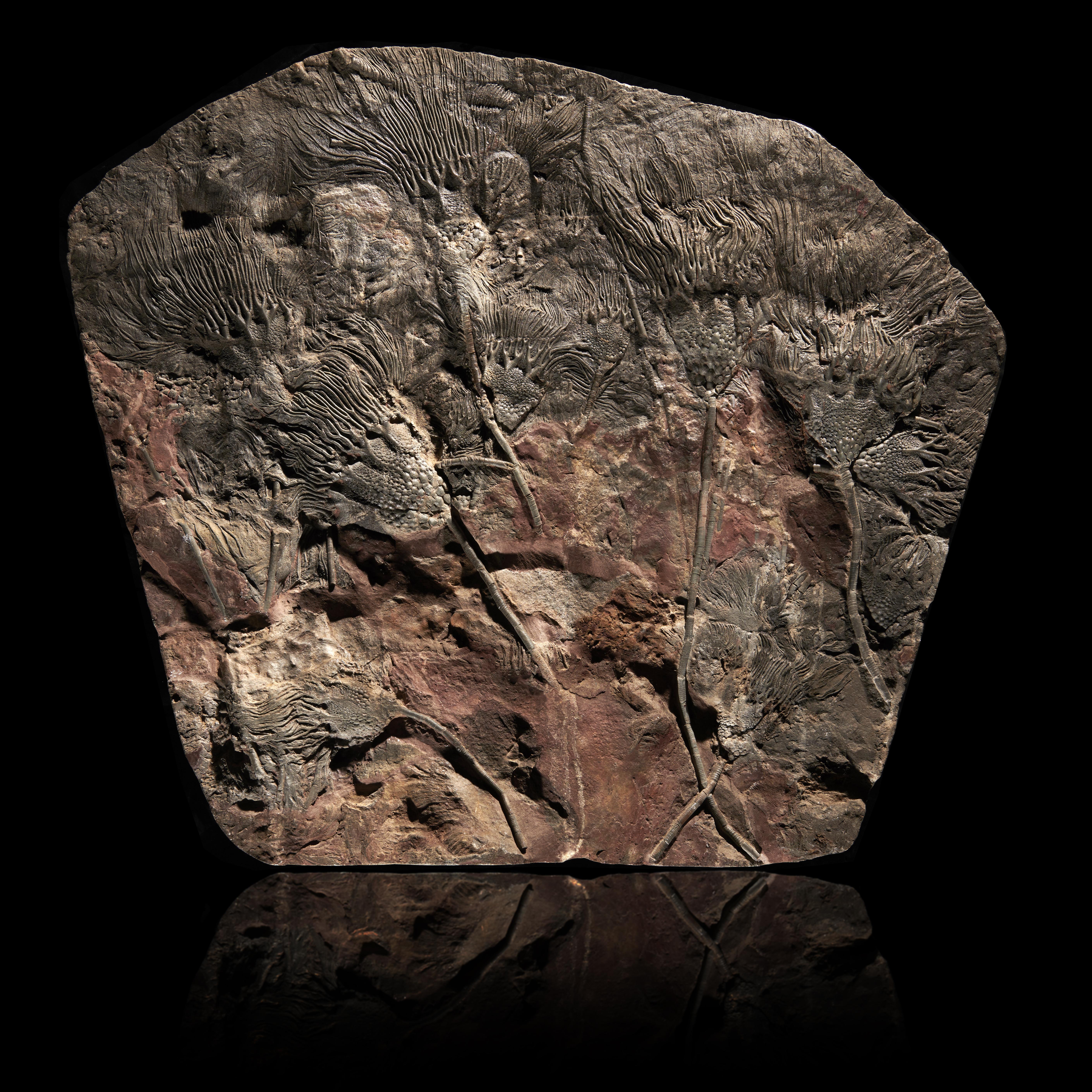A fossil Crinoid plaque seyphocrinites spp. Morocco, Devonian 74cm by 81cm