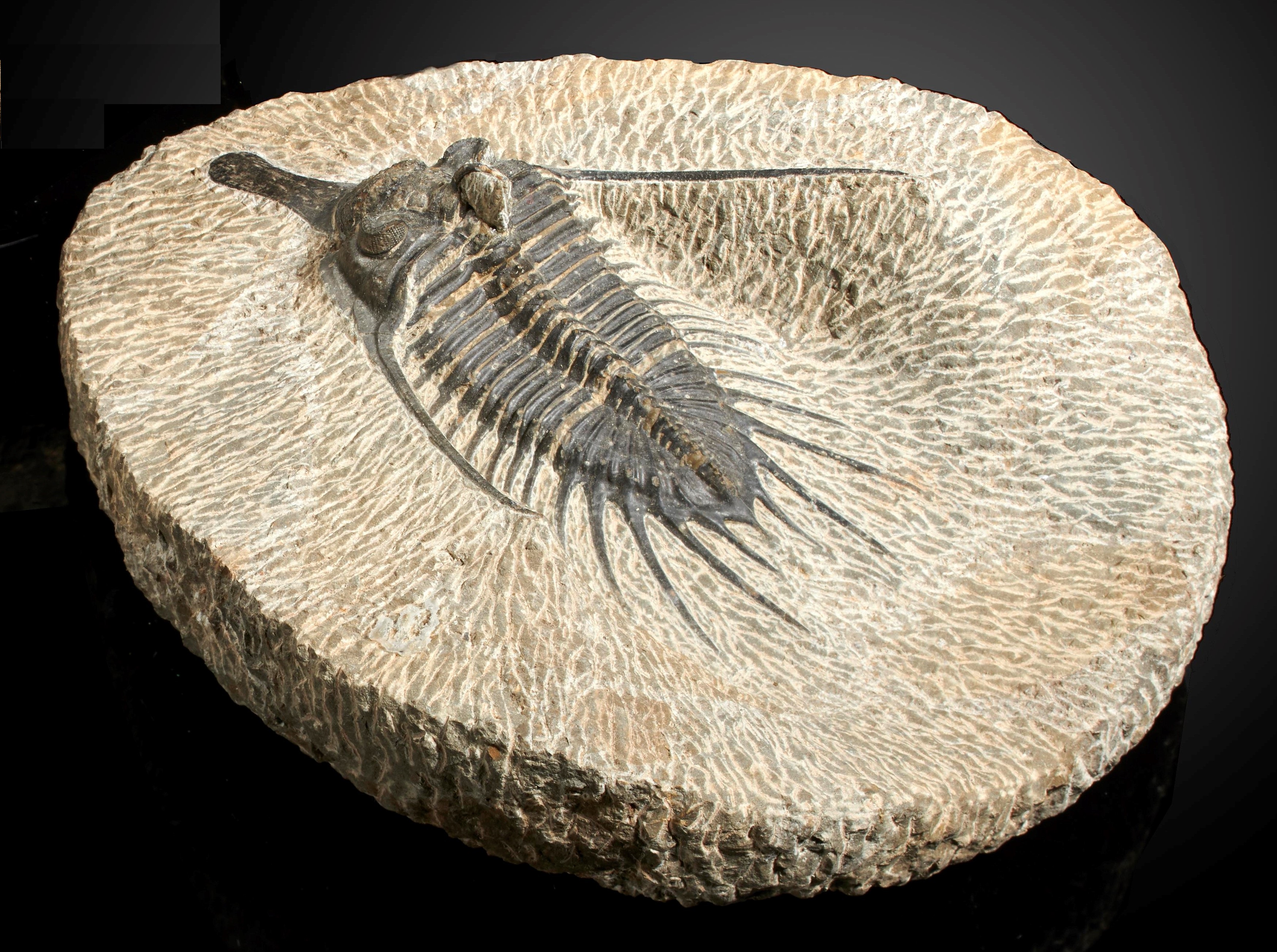 A psychopyge spp. trilobite Morocco, Devonian 16cm overall 