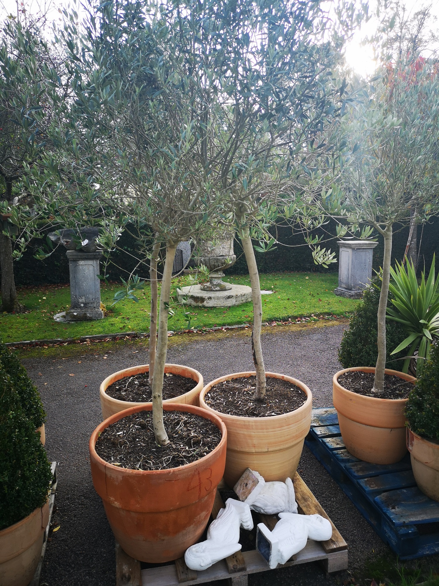 Four olive trees each approx 220cm high