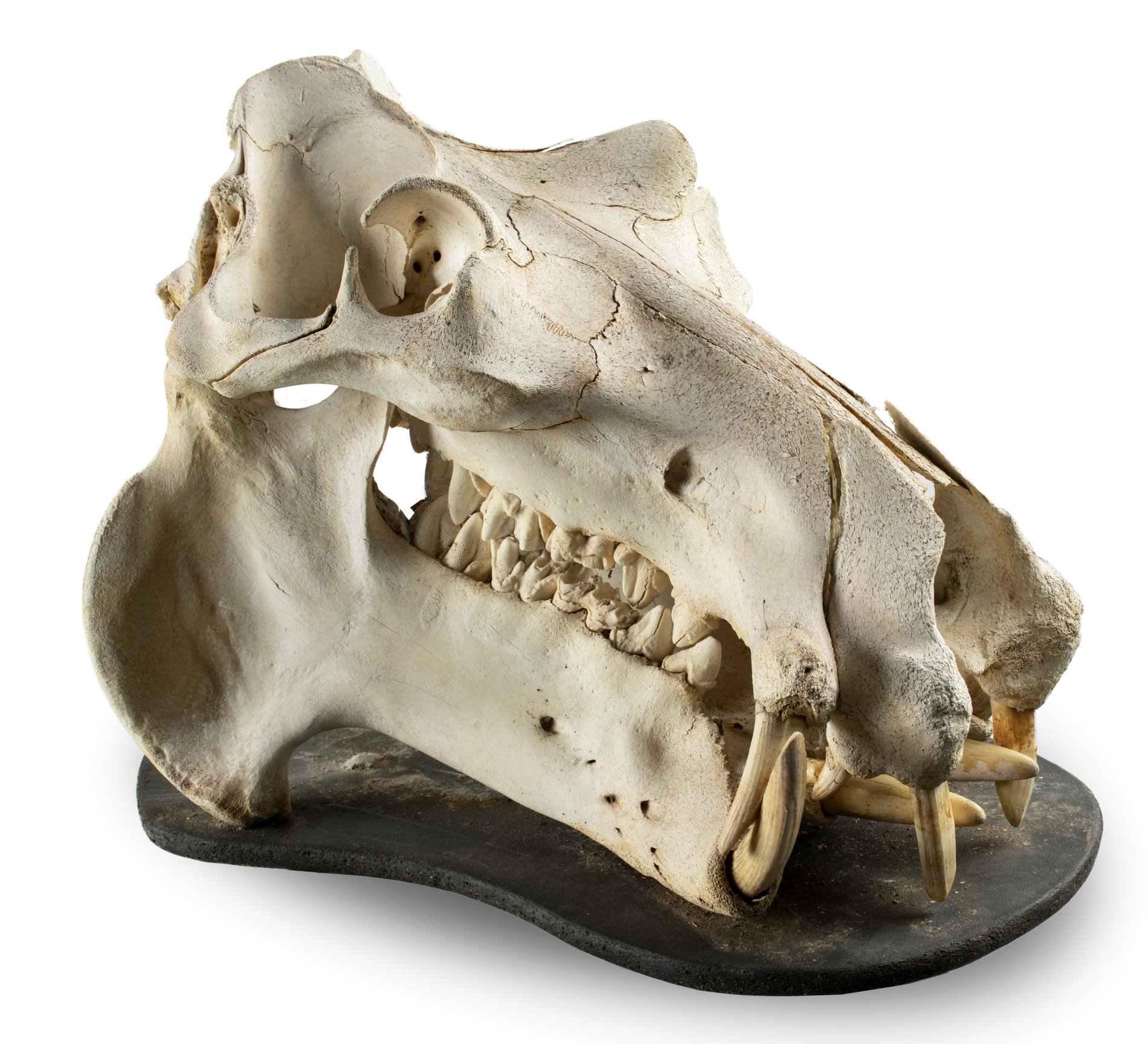 A hippo skull