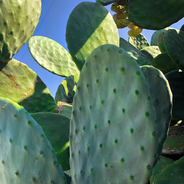 🌵🌵————————————————————————
#cactuslove #cretegreece #visitgreece #crete #greekislands #greece_travel #discovergreece #ilovegreece #reasonstovisitgreece