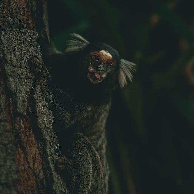 They are fascinating, aren’t they? 
.
.
#monkey #brazil #nature #wildlife #paqueta #naturaleza #love #amor #animals #yesplease