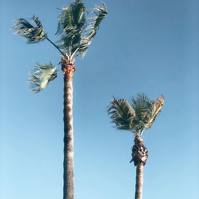 palm trees.