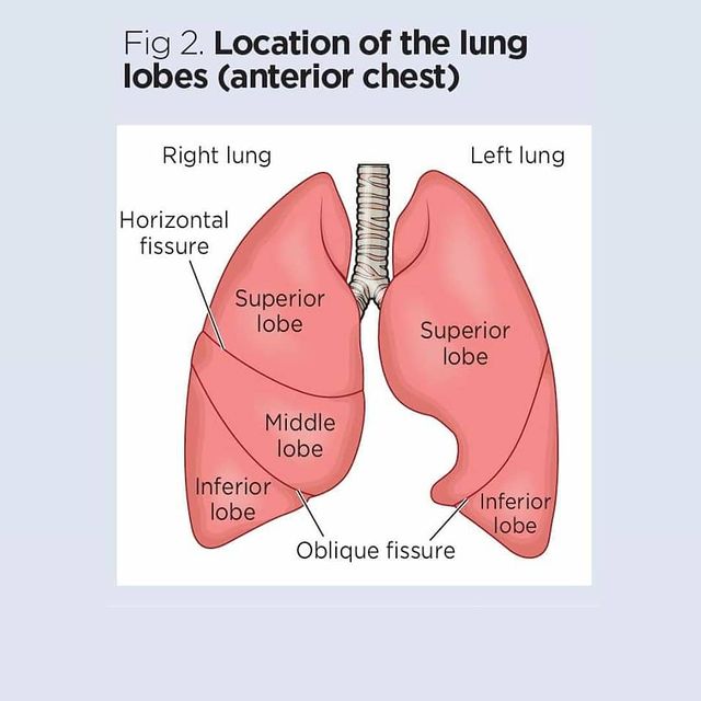 Lung examination 
#Lungs #mbbsstudent #medicinestudent #medicalscience #medicalcollege #medicalgraduate #medicalhealth #keepgoing #doctorslife #doctorsofinstagram #instagood #instadaily #doctorslife #healthcareworkers #healthylifestyle #usmle #plab #nle #whitecoat #exams #motivation #stethoscope