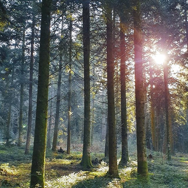 ♡heart&soul 

#soulfood#takeamoment#natureseekers 
#trees#forestphotography#breathe
#photooftheday#autumnvibes