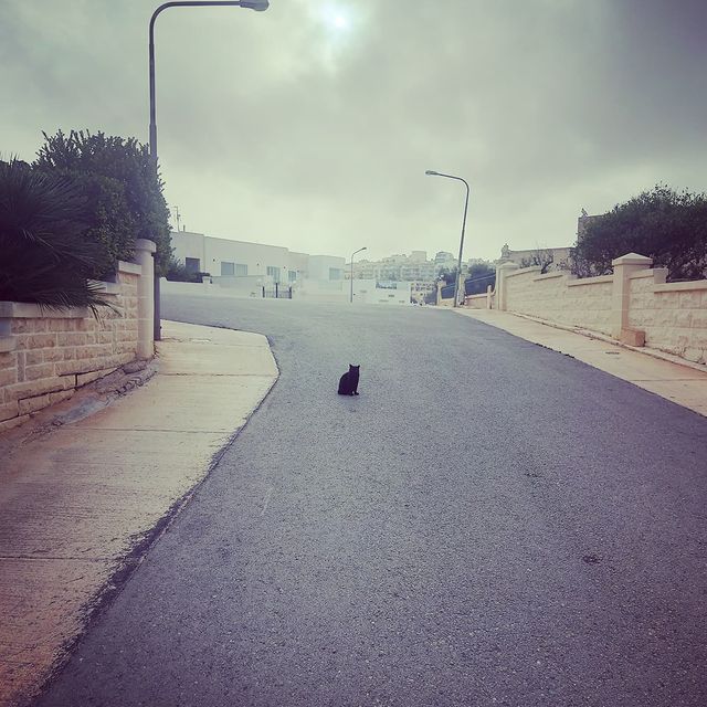 Isn't there something mysterious about black cats?