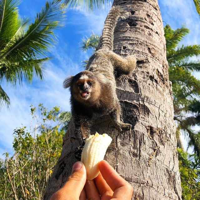 mono.
#animals #vacation #brazil #travel #angradosreis