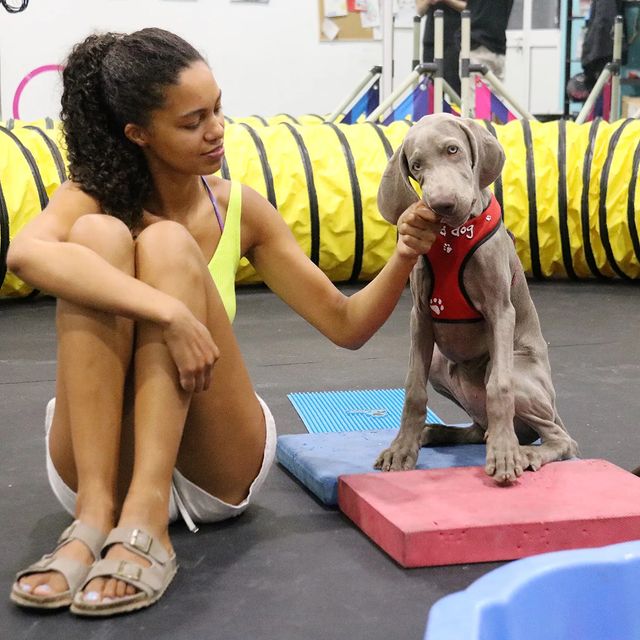 Best friends! #weimaraner #puppylove #doggy #dogs #puppytraining