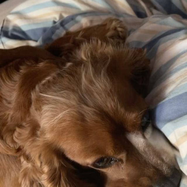 He’s didn’t seem to care or did he ? @leothecockerspaniel2020 #dog #cockerspaniel