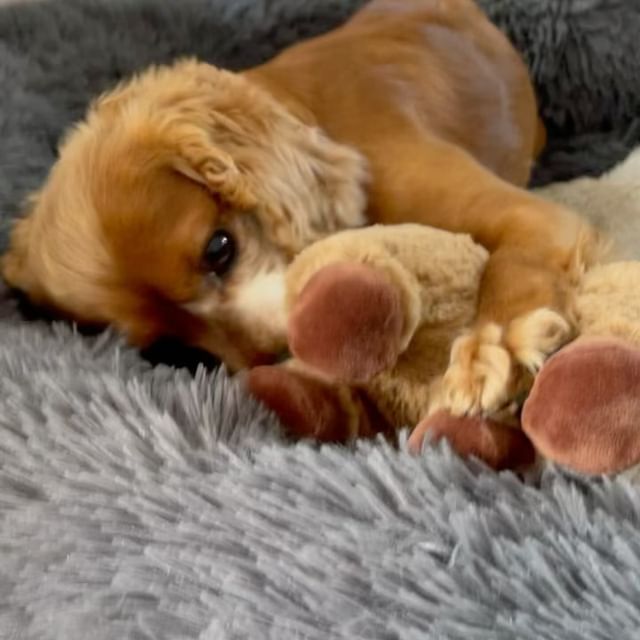 #cockerspaniel  #cocker #cockerdream #cockerspanielsofinstagram #cockerspanielworld